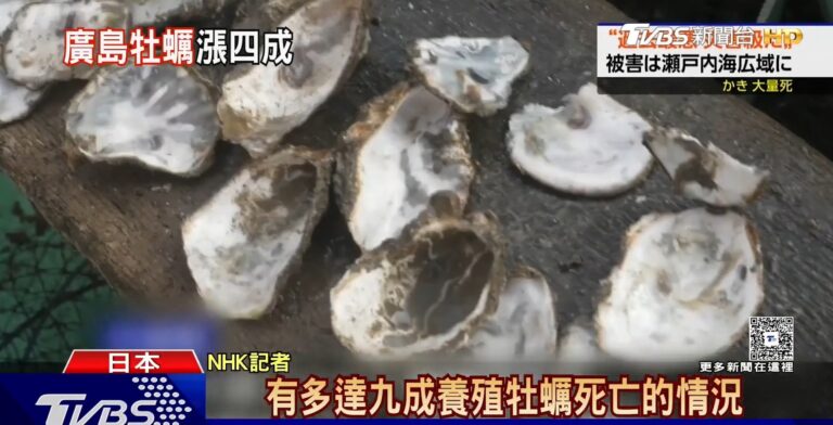 日本生蠔產量危機